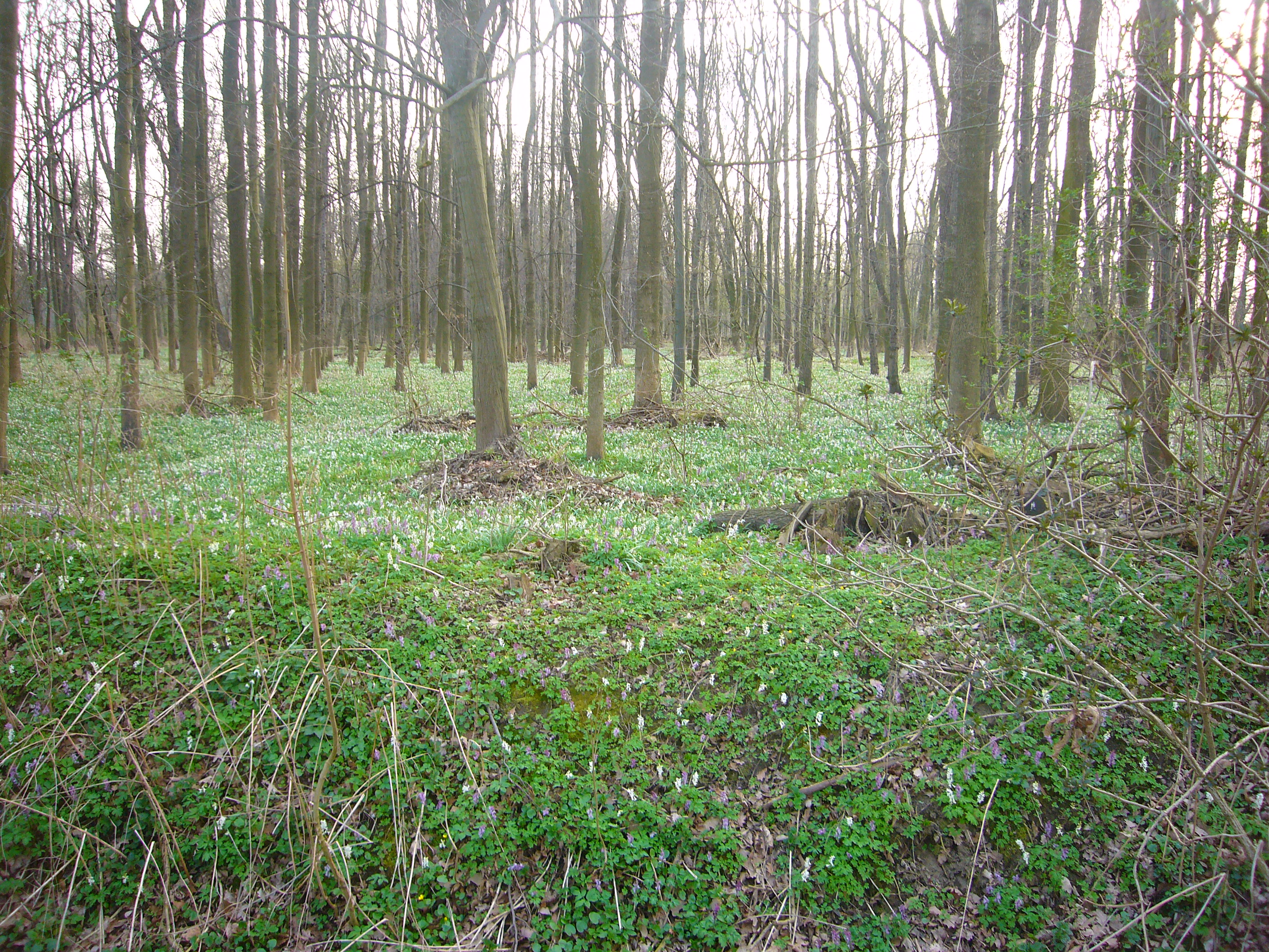 Dobříňský háj