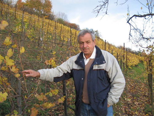 Jindřich Prajsner na vinici Pelunka