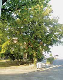 Památný strom – lípa před školou